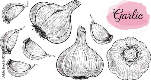 Garlic vintage sketch vector set with bulbs and cloves. Hand drawn engraved food illustration with lettering. Organic ingredient elements for cooking and packaging design.