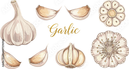 Garlic botanical vector set with bulb, cloves and flower. Hand drawn vintage style illustration with lettering. Organic food elements for cooking and packaging design.