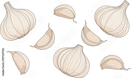 Garlic bulbs and cloves vector illustration. Minimal hand drawn organic food elements. Clean kitchen ingredient icons for cooking, grocery and healthy food design.
