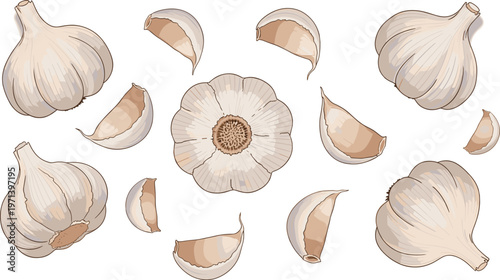Garlic vector set with whole bulbs and cloves. Hand drawn flat illustration of fresh organic spice elements. Isolated food icons for cooking, kitchen and grocery design.