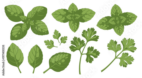 Collection of Fresh Green Basil and Parsley Leaves.