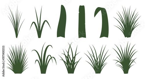 Various types of grass plants.