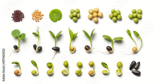 Variety of green plant seeds sprouting.