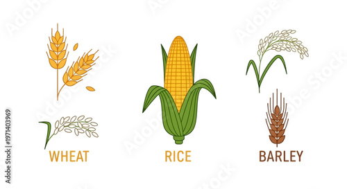 Variety of grains and corn.