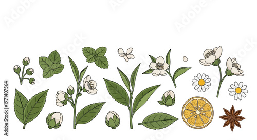 Collection of various green leaves flowers.