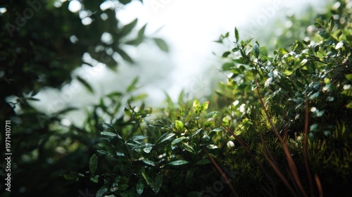 Evocative foliage canopy with soft lighting creates a serene atmosphere