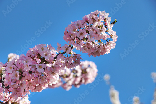 Cherry blossom closeup with a bright blue sky backdrop