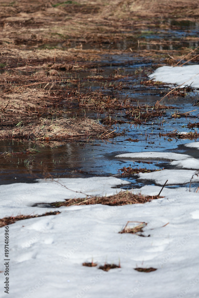 Fototapeta premium Spring thaw with melting snow and puddles on dry grass