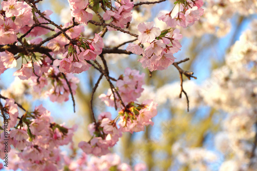 Cherry blossom branches and trees at peak in DC