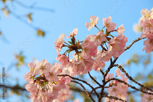 Cherry blossoms against a clear blue sky in DC