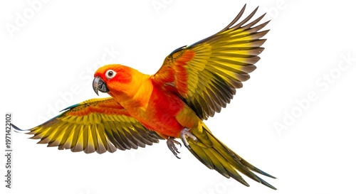 Vibrant Sun Conure Parrot Flying with Wings Spread, Isolated on White Background