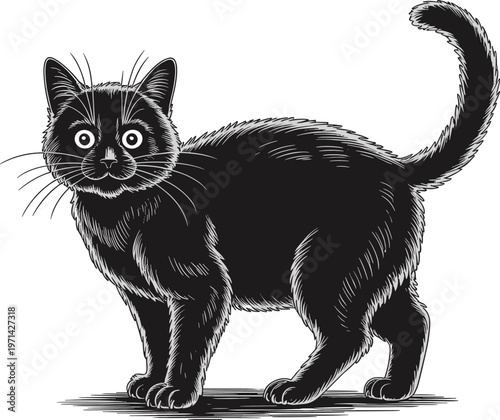 Black cat engraving style illustration vintage line art isolated for print, tattoo, and design