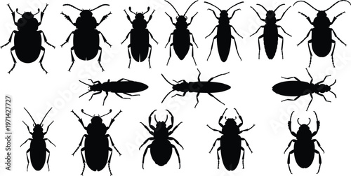 Black insect silhouette collection, beetle bug shapes, entomology vector set, isolated icons, wildlife illustration, scientific classification design, taxonomy, education, biology