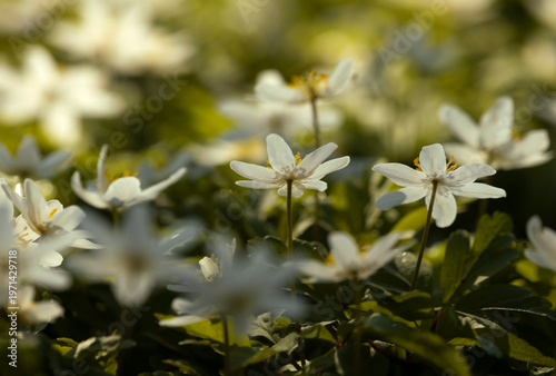 Białe zawilce gajowe kwitnące w lesie wiosną, miękkie światło słoneczne, tło natury.
