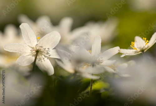 Białe zawilce gajowe kwitnące w lesie wiosną, miękkie światło słoneczne, tło natury.