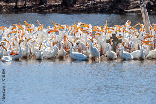 Valokuva A large group of White Pelicans on a very small island sand bar in the back wate
