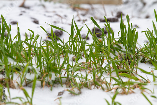 seedlings of winter rye grow in a snow-covered field