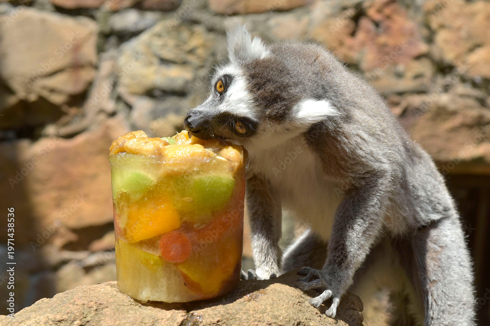 Fototapeta premium A Lemur enjoys his icy fruit treat as temperatures soared in Johannesburg, 6 October 2023. 