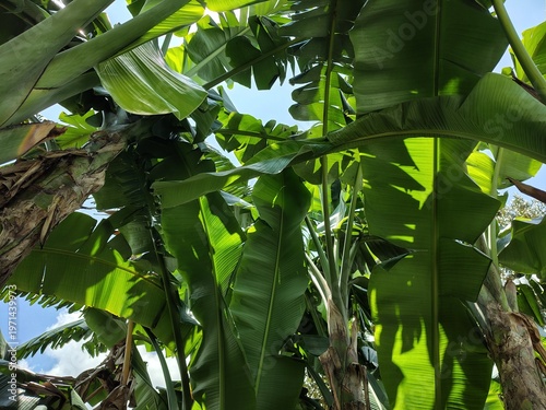 Fotografía Tropical banana plants with large green leaves forming a canopy under sunlight
