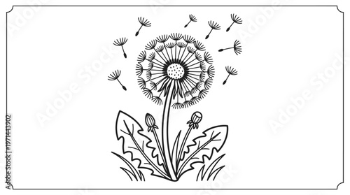 Quadro su tela Dandelion Flower Plant Blowing Seeds Away.