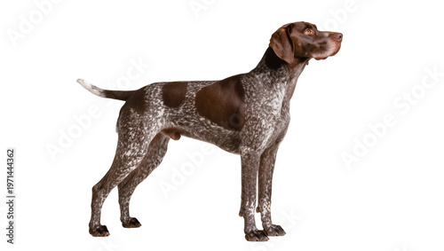 Foto Brown and white spotted German Shorthaired Pointer dog standing alert, isolated