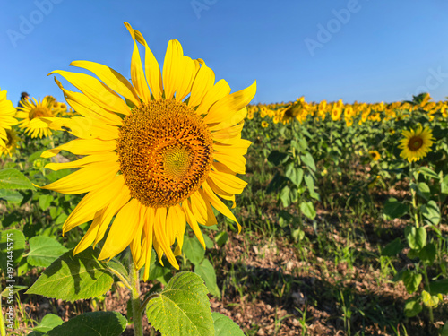 Beauty group of yellow petal sunflower growth in farm in summer day outdoors rural. high mountain in blue sky.