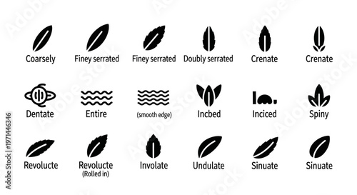 Bilde på lerret Leaf shapes, 20 types, botanical vector icons, black on white, leaf types, leaf