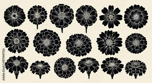 Collection of detailed black and white floral illustrations of marigold flowers in various stages of bloom