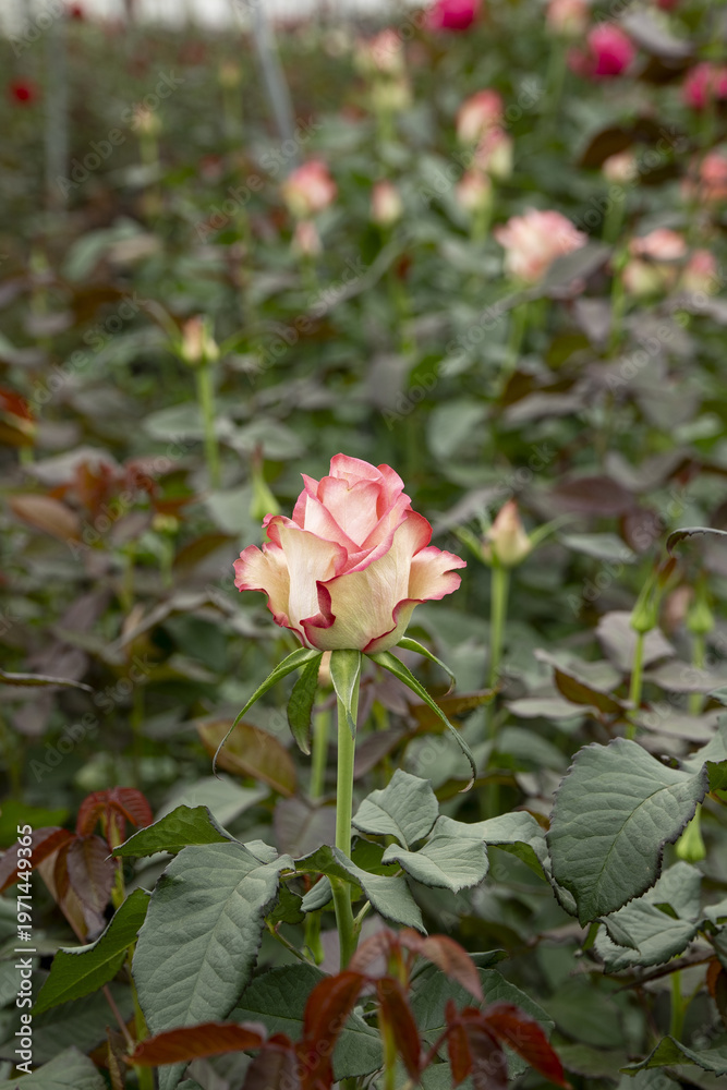 Fototapeta premium Flowers grown in a greenhouse, Naivasha, Kenya