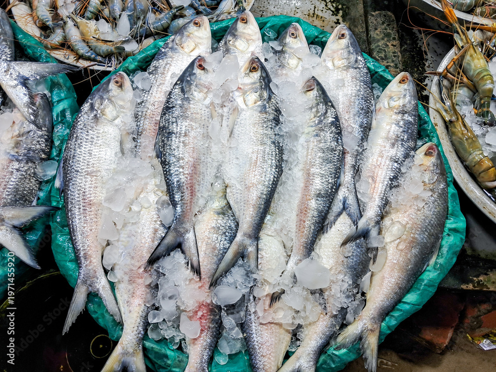 Obraz premium Hilsa fish being sold at a retail fish market in Digha Mohona, West Bengal, India.