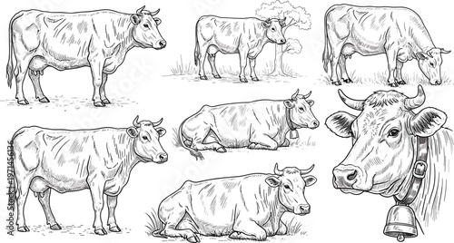 Hand-Drawn Cow Collection Set Featuring Various Poses, Grazing, and Close-Up Illustrations for Farm, Agriculture, and Rural Designs