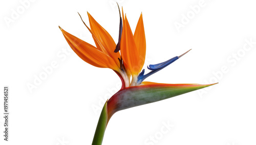Fotografía Vibrant orange Bird of Paradise flower with blue accents, isolated on transparen