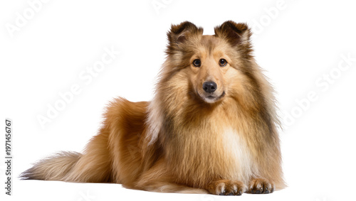 Fotografi Fluffy golden sable Shetland Sheepdog lying down, isolated on transparent backgr