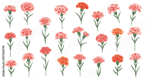 Collection of delicate pink and orange carnation flowers with green stems on a white background