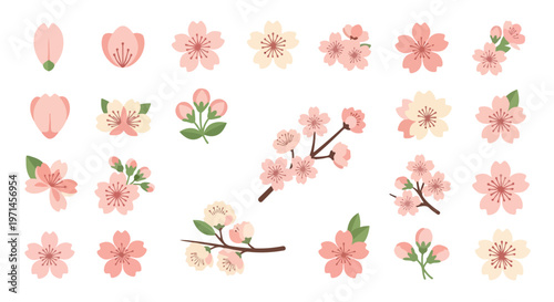 Collection of delicate pink cherry blossom flowers and branches in various stages of bloom and bud