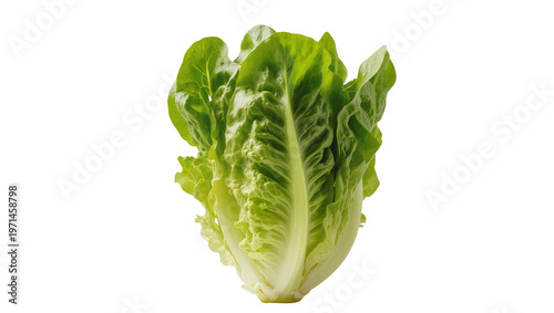 фотографія Fresh green romaine lettuce head crisp leaves, isolated on transparent backgroun