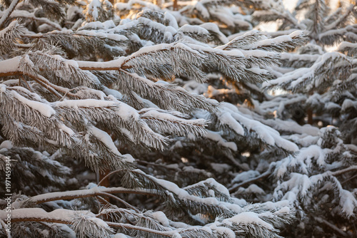 Bild auf Leinwand Snow-covered spruce branches as a background