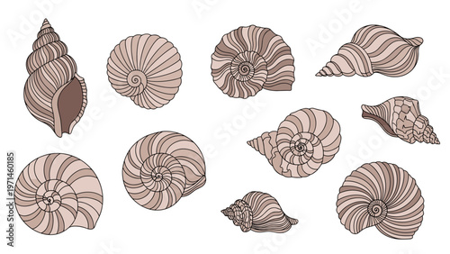 Selection of different types of seashells in warm neutral tones for coastal and marine life themes on white background.