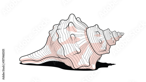 Detailed drawing of a large conch seashell with intricate textures and pinkish spots on a white background with a soft shadow.