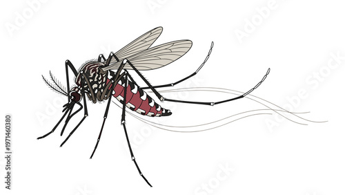 Detailed biological illustration shows a mosquito in profile with its wings and long legs clearly visible on white.