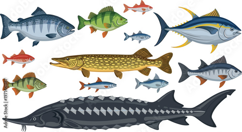 Large Fish Species Collection Vector Illustration Set Featuring Sturgeon Pike Tuna and Freshwater Fish for Fishing Wildlife and Aquatic Design Projects