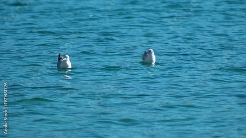 Cinematic shot of Pangong Lake during early morning, with soft golden light reflecting on the calm water as birds gently glide across the surface. Ideal moment for travel and nature storytelling.