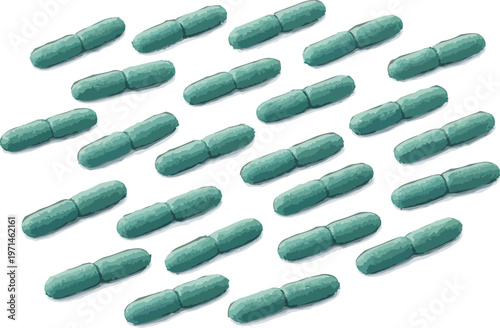 Lactobacillus bulgaricus illustration