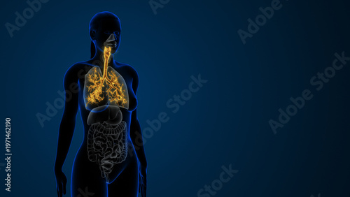 Bilde på lerret Female Trachea Bronchi Respiratory System Anatomy Concept