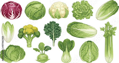 Leafy Vegetables Collection Vector Illustration Set Featuring Cabbage Lettuce Broccoli Kale Celery and Fresh Green Produce for Healthy Food and Market Design Projects