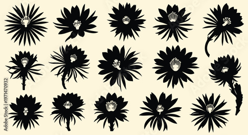 Collection of silhouette cactus flowers in various stages of bloom against a textured cream background