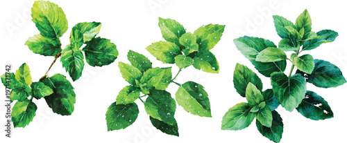 green leaves on white background