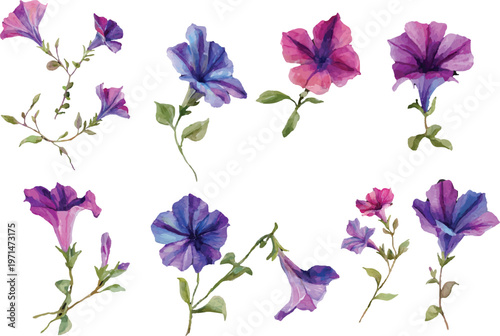 set of purple flowers