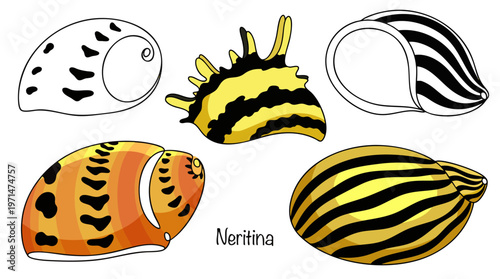 Neritina