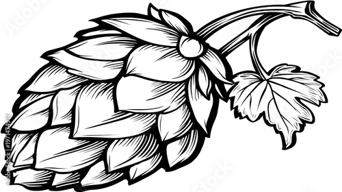 Stylized botanical drawing depicts a single flowering cone attached to a vine stem with a small leaf